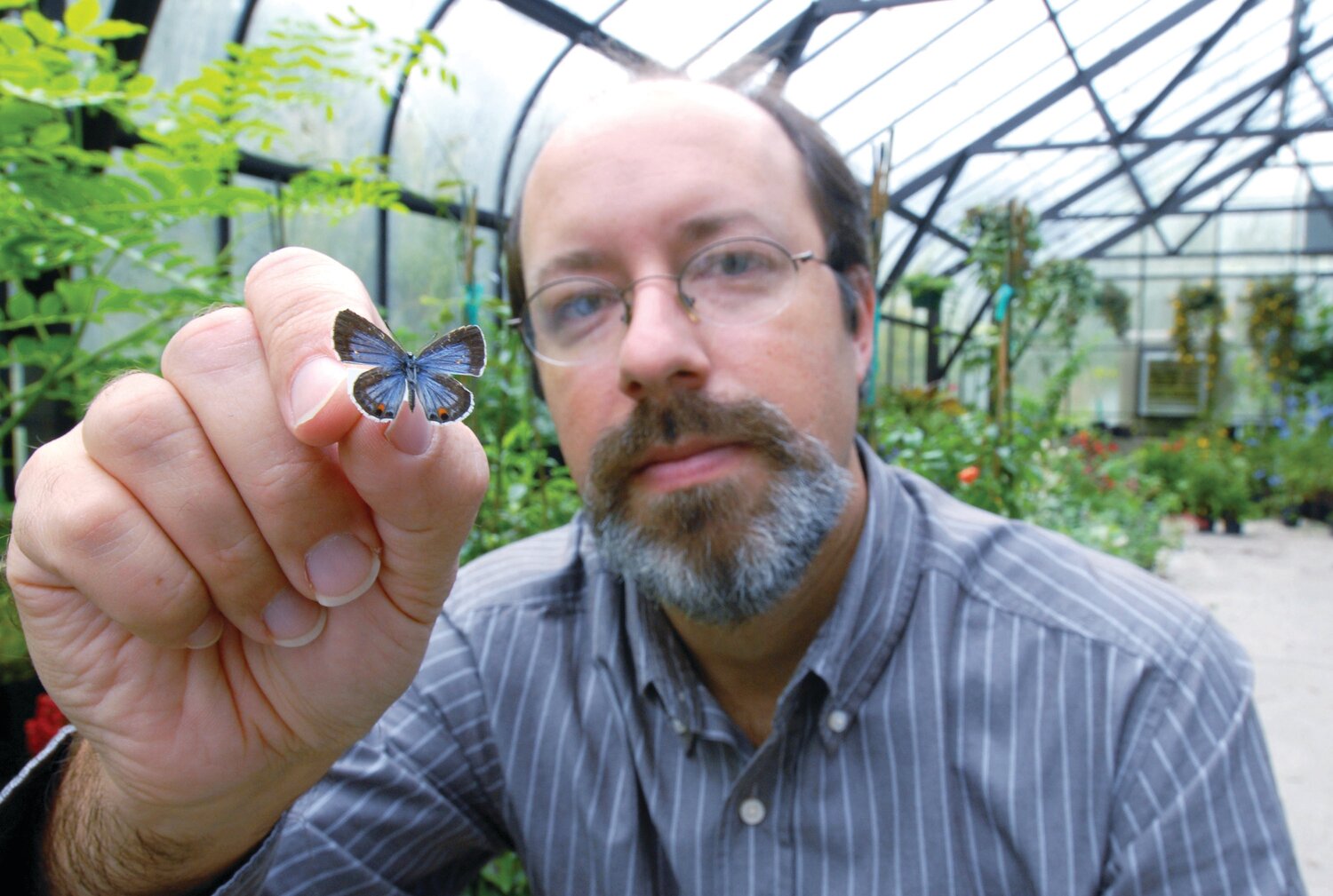 Jaret Daniels, UF/IFAS professor of entomology and curator of Lepidoptera at the Florida Museum of Natural History.
